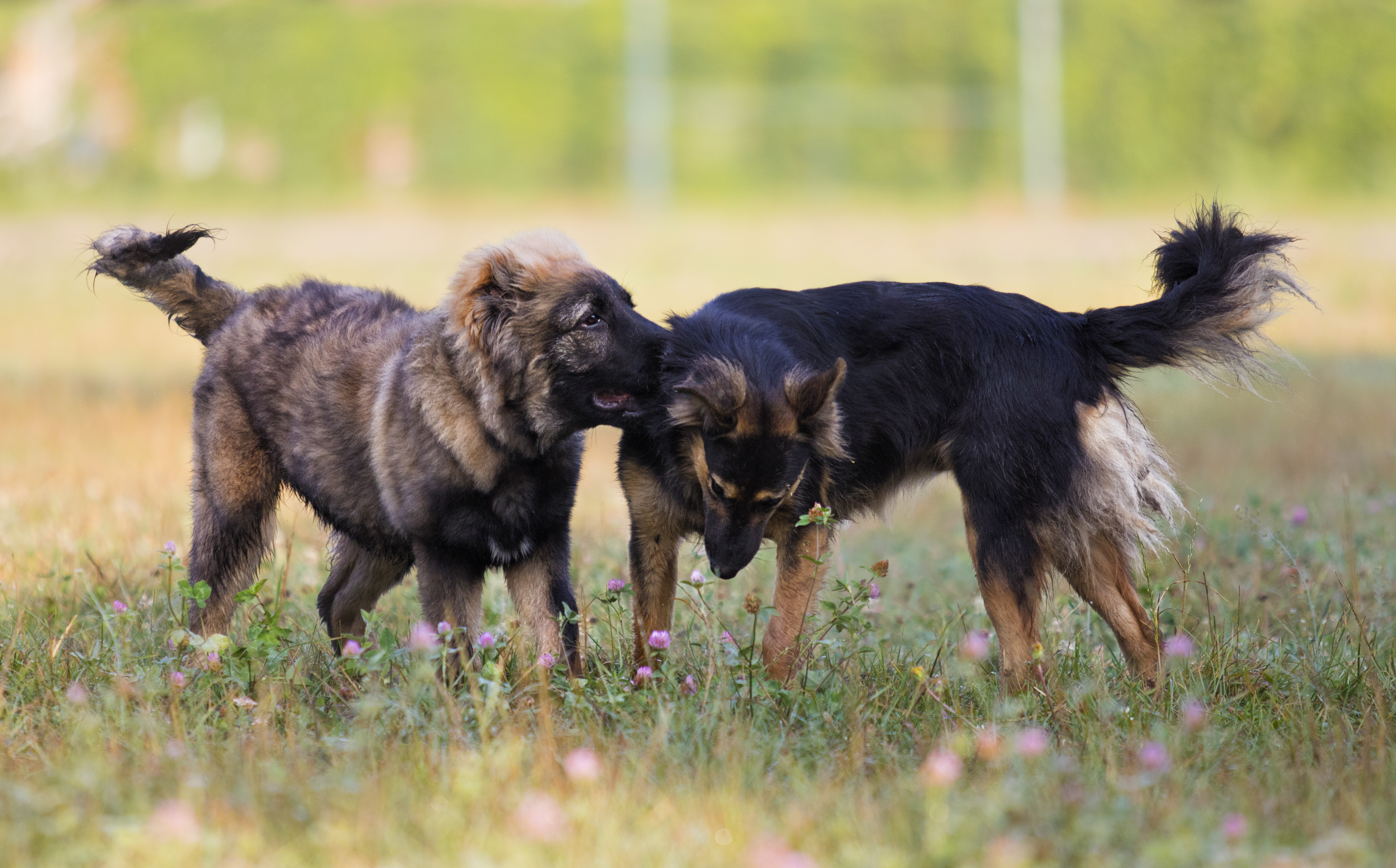dogs playing in the grass dogs playing in the grass