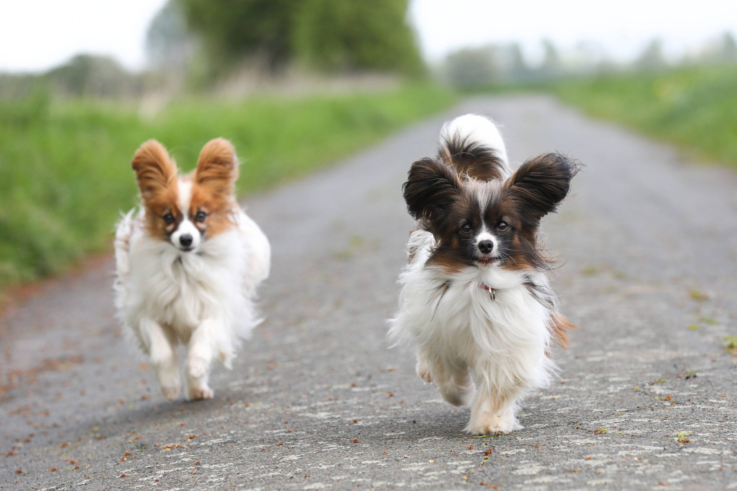 Papillon Hund geht spazieren