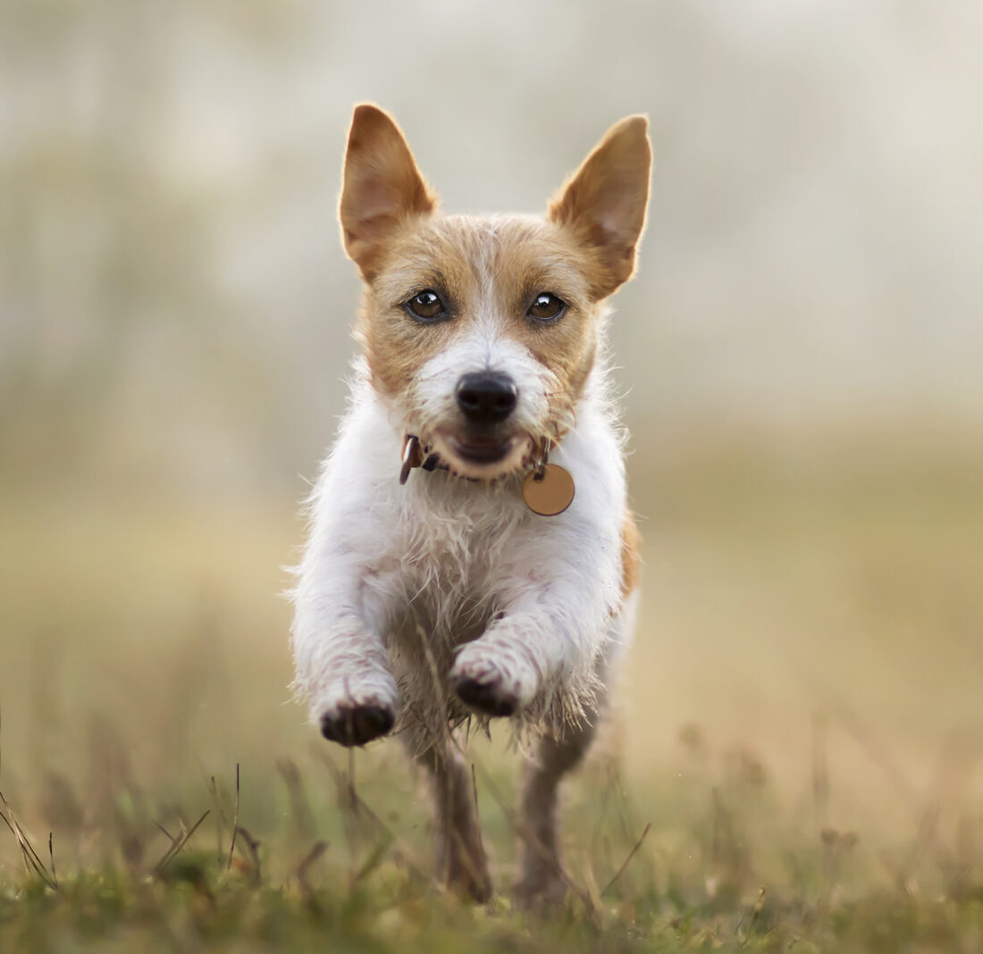 Jumping happy obedient dog puppy listening with funny ears, pet training concept, web banner with copy space