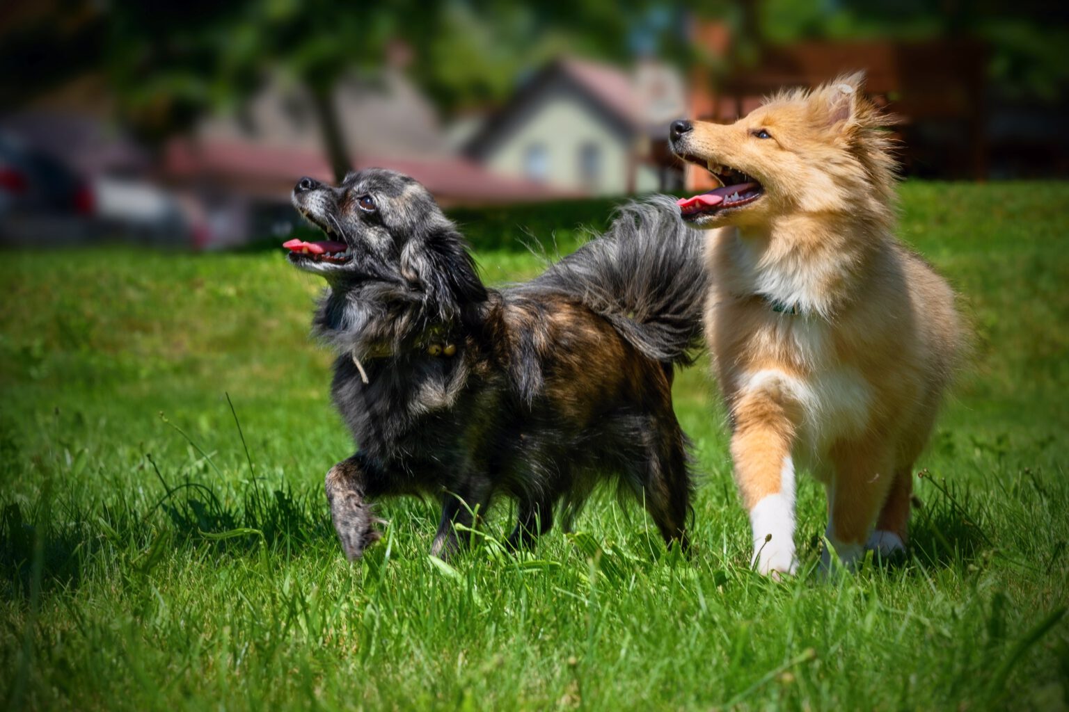 Traumhund Kurs Familienpfoten Elsner